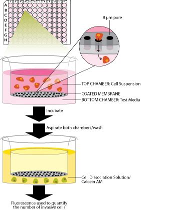 Cell Invasion Assays: R&D Systems