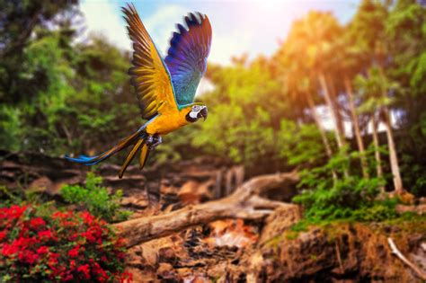 Birds, parrot, nature, forest wallpaper | animals | Wallpaper Better