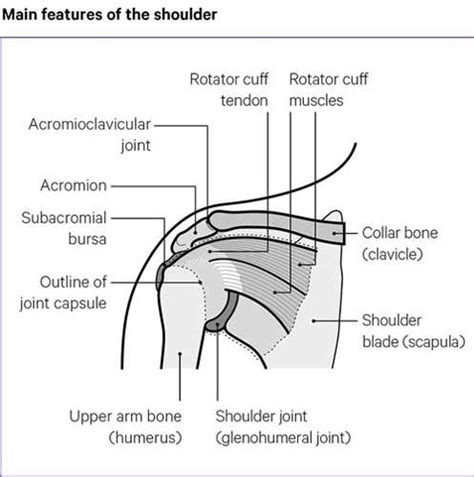 Shoulder pain | Causes, symptoms, treatments