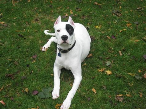 Cane Corso vs Dogo Argentino