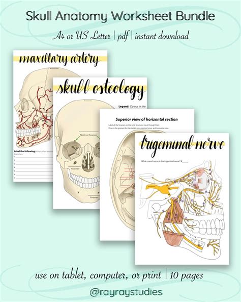 Skull Anatomy Worksheets Bundle - Etsy