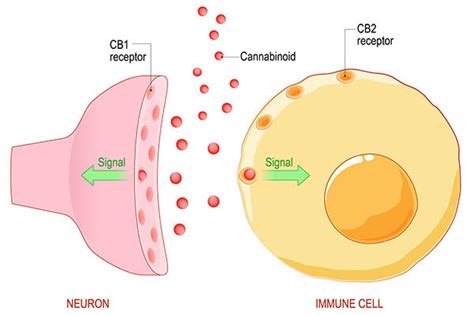 Essential Endocannabinoid System | Hemp Edification