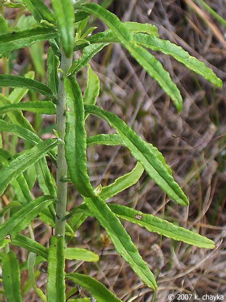 Pseudognaphalium obtusifolium (Sweet Everlasting): Minnesota Wildflowers