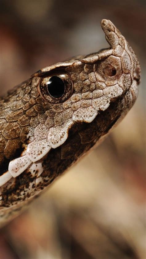 Horned viper Wallpaper, Animals / Reptiles: Horned viper, snake, Serbia, Montenegro, Albania ...