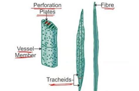 Draw a well labelled structure of a tracheid - Brainly.in