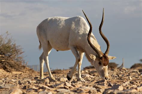 15 Most Endangered Animals in Africa - Softback Travel