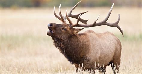 Want To Hear Elk Bugling In Colorado? Find Out When To Go And Where - CBS Colorado