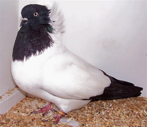 File:Nun pigeon.jpg - Wikipedia