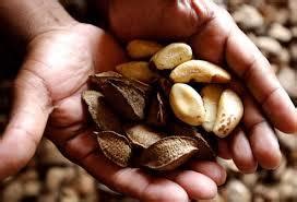 Brazil Nuts & Selenium: Are You Nuts If You Have More Than 1/Day? Putting the Toxicity Issue ...