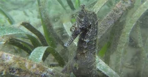 Wild Seahorse Birth Caught On Video By UBC Researchers | HuffPost Canada