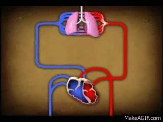 The Circulatory System on Make a GIF