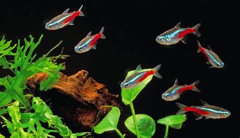 Neon tetra breeding - gertyke