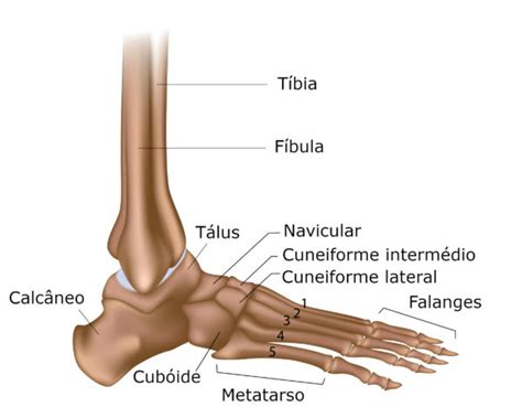 Top 8 qual o nome das partes do pé 2022