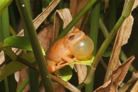 Pin on Frogs