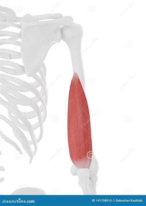 The Triceps Medial Head stock illustration. Illustration of anatomy - 141758915