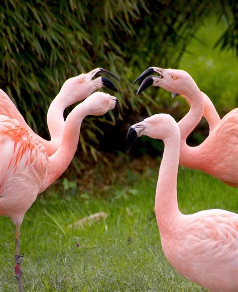 Gratis foto: Flamingo 'S, Vogels, Roze, Dieren - Gratis afbeelding op Pixabay - 1335042