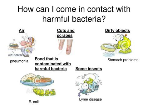 PPT - Good Bacteria PowerPoint Presentation, free download - ID:2954039