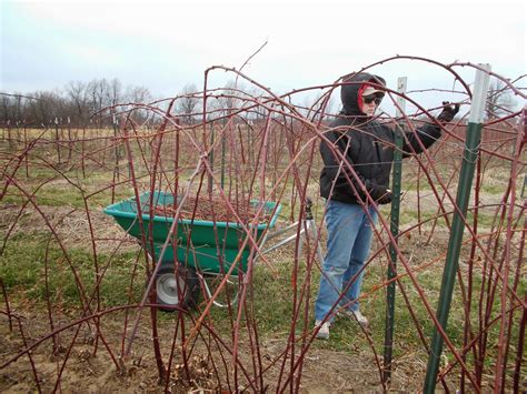 Brenda's Berries & Orchards: Pruning Blackberries & Removing Winter Mulch from Strawberries