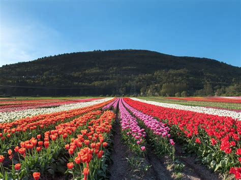 Abbotsford Tulip Festival: Five reasons to check it out | Vancouver Sun