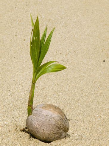 Pin on The Life Cycle of Plants