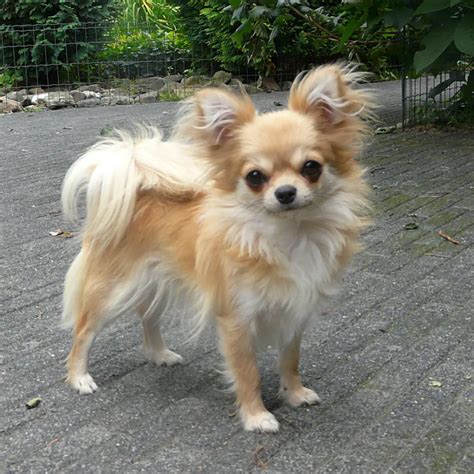 Aiko - Chihuahua (Long coat) - Dog Breeds