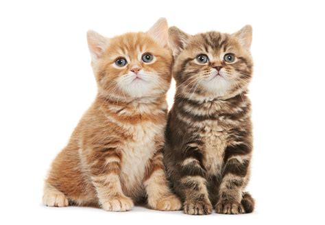 What Is The Best Wet Food For Kittens - Food Keg