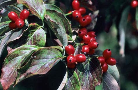 Are dogwood berries edible? | Community | wataugademocrat.com