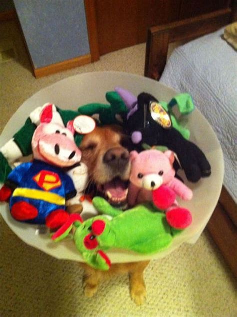 These Photos of a Dog’s Hilarious “Cone of Shame” Costumes Will Make Your Day | Cone of shame ...