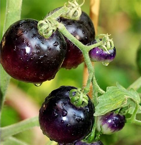 Tomato Cherry 'Black Opal' | Farmyard Nurseries