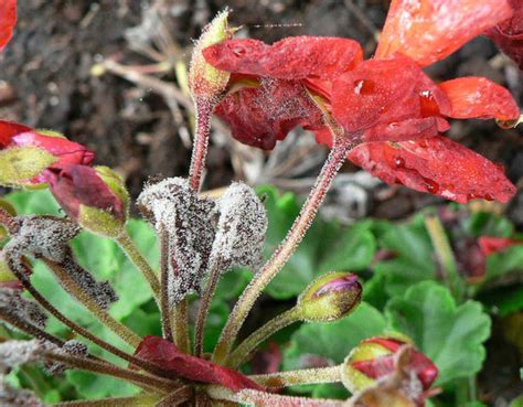 Botrytis Blight on Flowers - Pest Prophet Blog