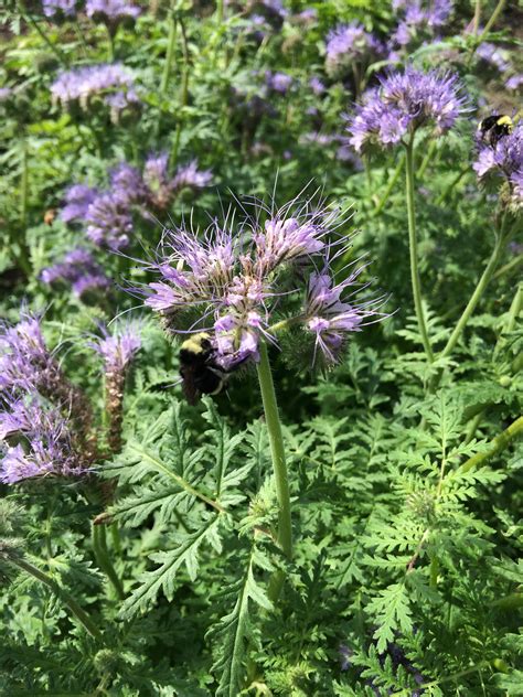 October 2016 Plant Profile: Phacelia tanacetifolia