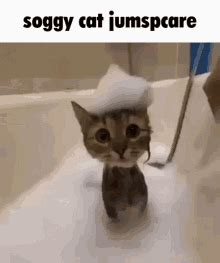 Soggy Cat Cat GIF - Soggy Cat Cat Bath - Discover & Share GIFs