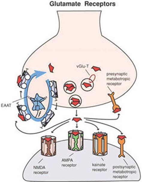 Glutamate receptors. Shown here are receptors for glutamate that... | Download Scientific Diagram