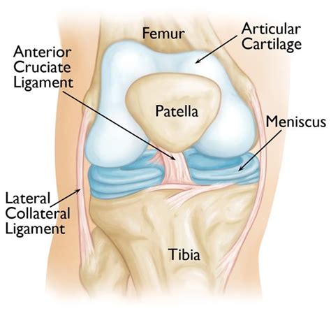 Advancement in Knee Cartilage Repair – Bodies in Motion Physical Therapy