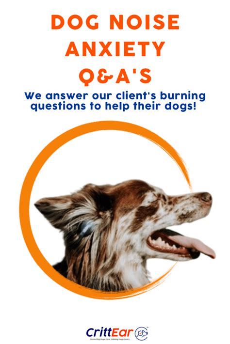 Our Clients Top Questions About Dog Noise Anxiety - CrittEar