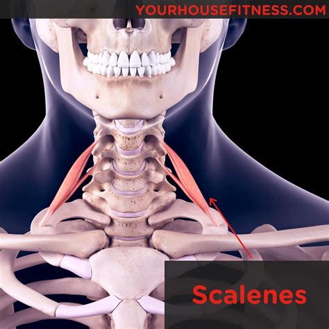 Muscle Breakdown: Scalenes