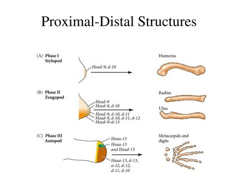 PPT - Vertebrate Embryonic Patterning 6 PowerPoint Presentation, free download - ID:1357125