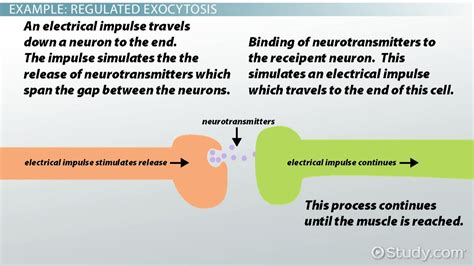 Exocytosis | Definition, Function & Examples - Lesson | Study.com