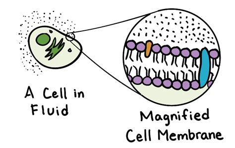 😊 Described by the fluid mosaic model. The Fluid—Mosaic Model of Membrane Structure: Still ...