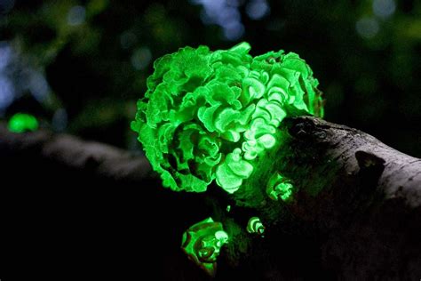 6 Bioluminescent Organisms | Britannica