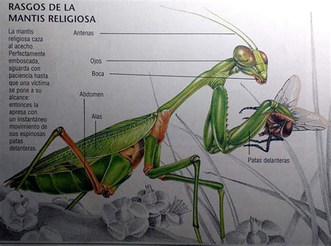 🌱;; Mantis Religiosa. | Animales & Naturaleza Amino