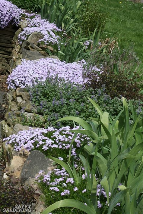 Evergreen Groundcover Plants: 20 Choices for Year-round Interest