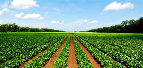 5 Things to Consider Before Buying Land for Agriculture Purposes in Uasin Gishu