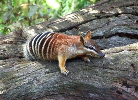 Download Animal Numbat Wallpaper