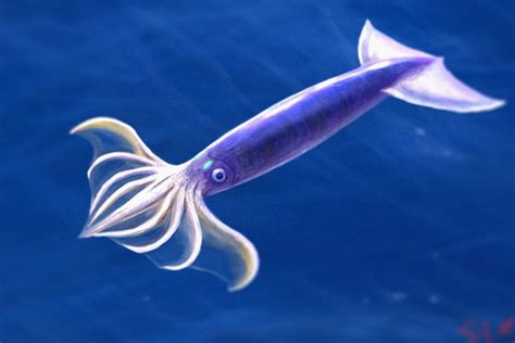 Flying Squid by StudioSpectre on DeviantArt | Squid, Fish pet, Nature photography