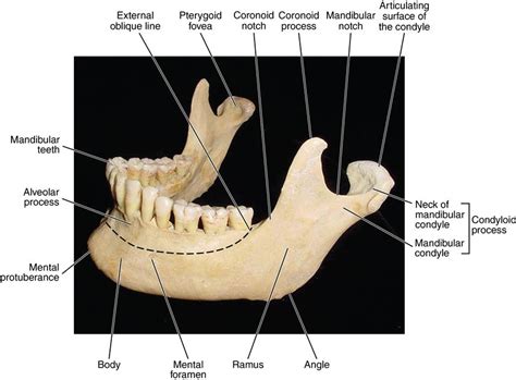 Condyloid Process And Mandibular Condyle