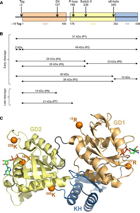 High concentrations of GTP induce conformational changes in the ...