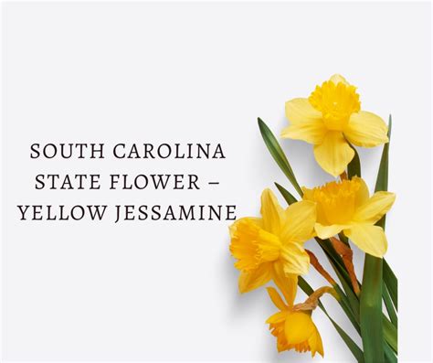 South Carolina State Flower – Yellow Jessamine - SnapBlooms Blogs