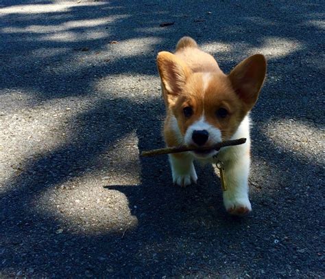 Corgi-puppy.jpg – The Adventures of Auntie Awesome