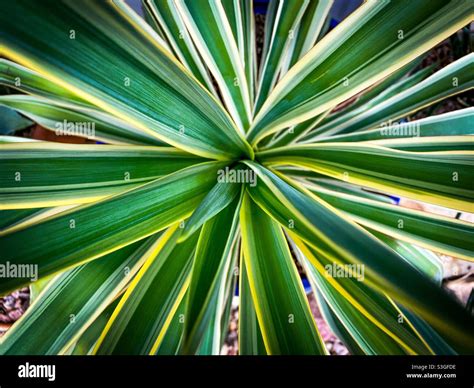 Variegated yucca plant Stock Photo - Alamy